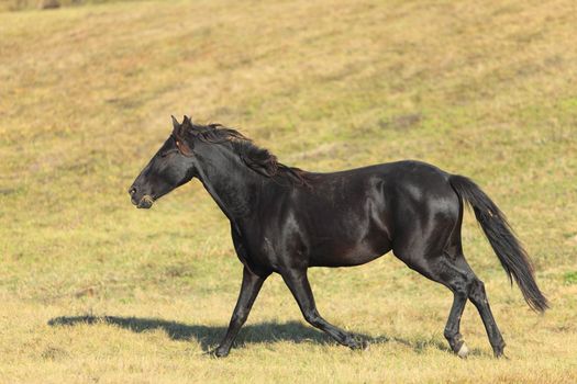 A beautiful Lippizan horse in an autumn field. 