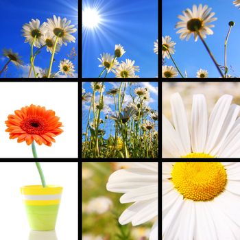 collage or collection of flower images showing summer vacation concept