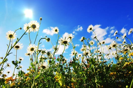 daisy flowers in summer from below with blue sky