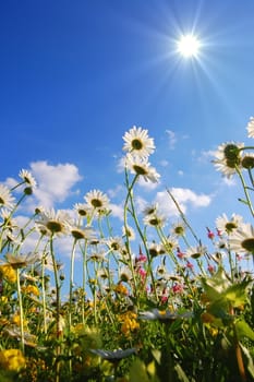 flowers on meadow in summer from below and blue sky