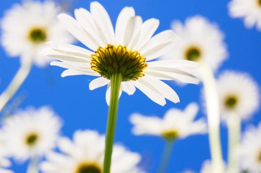 daisy flower in summer with blue sky