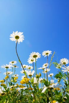 daisy flower in summer with blue sky