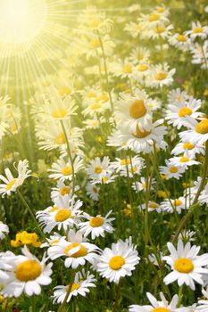 daisy flower on a sunny summer field