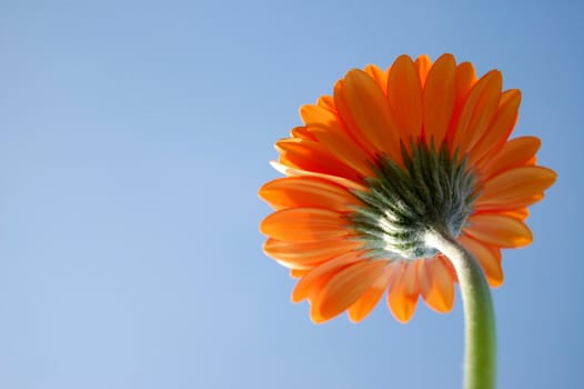 gerbera daisy from below under blue sky in summer