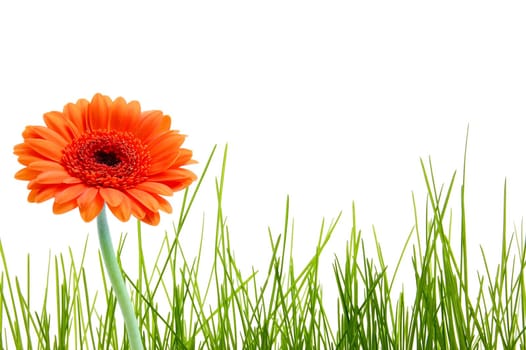 isolated grass and flower with shite copy space