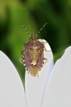 bug in a flower in the nature