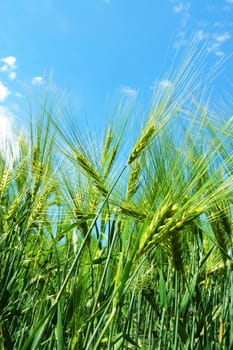 green wheat grain under blue sky on a farm