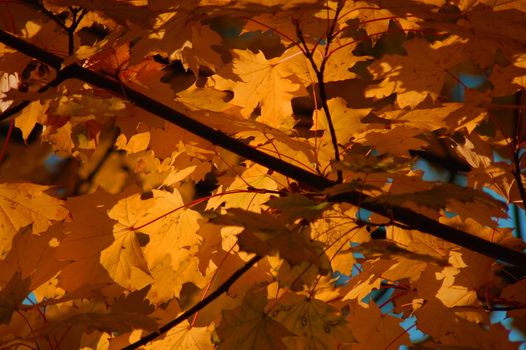 golden fall leave of a tree in a forrest on blue sky