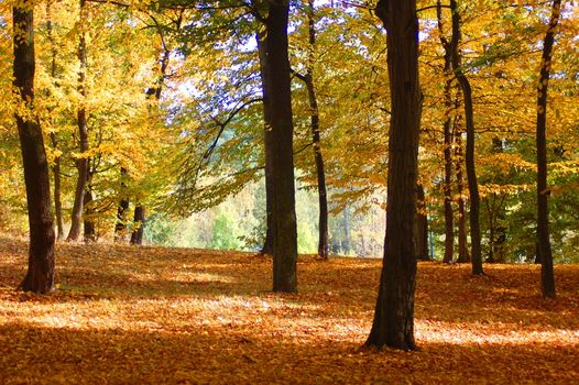 autumn in the forest with golden leaves on trees