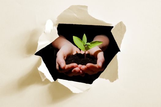 hole in paper and plant in hands showing concept of ecology and growth