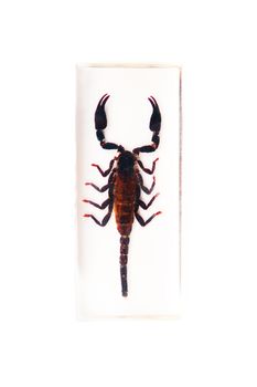 Scorpion on the white background