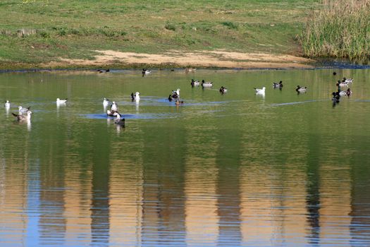 ducks swans and gooses in the nature