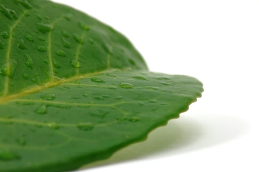 green leaf with water drops after summer rain isolated