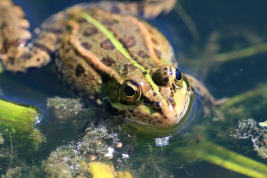 Green frog in the nature