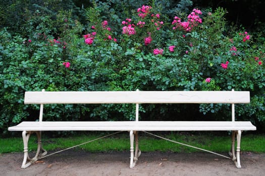 Bench and roses