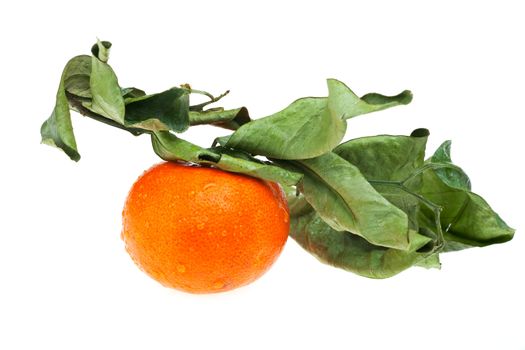 closeup of a single tangerine isolated on white background