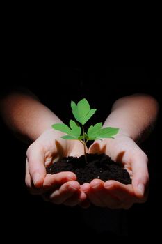 young plant in hands showing concept of environment and growth