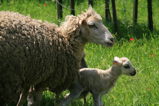 sheeps and lambs in the country field
