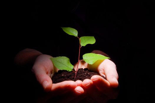 hands plant and soil showing concept of growth