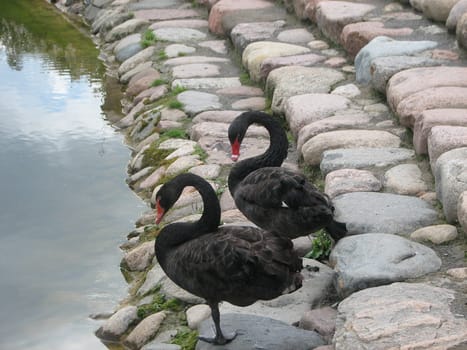 black swans in belmontas