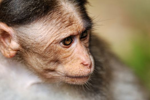 Portrait of monkey with an melancholy expression