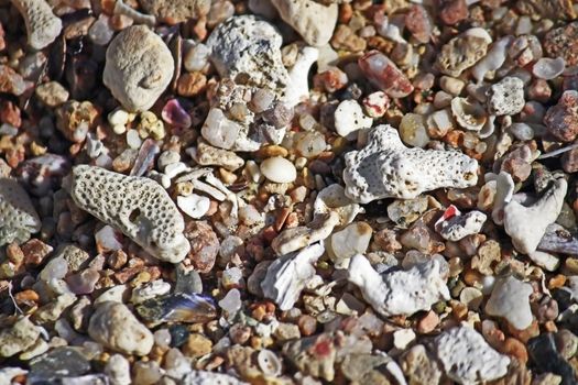 Beach strewn with coarse sand, shells and pieces of coral.