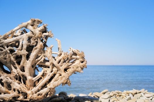 Dry root of the tree on the seashore