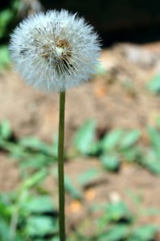 solitary field spring flower