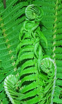 A baby fern leaf on green background