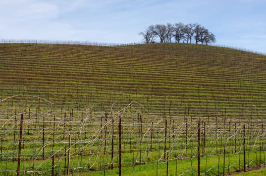 Vineyard hillside and lone trees on an early spring day.