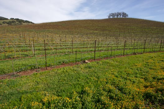 Vineyard hillside and lone trees on an early spring day.