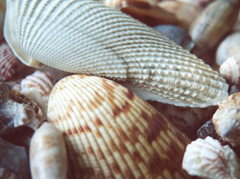 collection of shells from the Gulf of Mexico