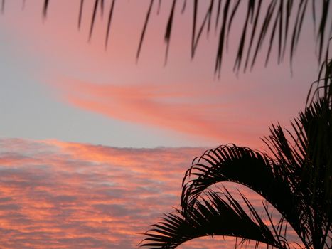 Sunrise or Sunset with palm fronds framing image