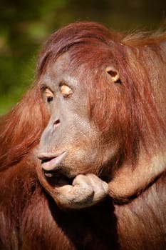 Orangutan pursing it's lips in Colour