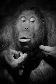 Orangutan squeezing pimples in black and white