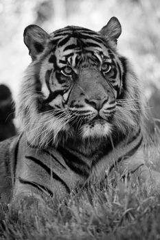 Black and white portrait of tiger.