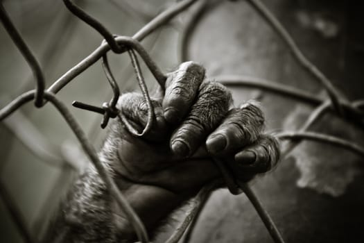 Monkey hand holding a fence, B&W portrait.