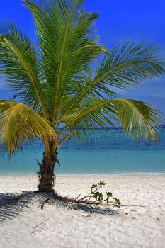 Single palm tree from a beach on Koh Lipe, Thailand