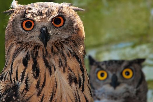 Portrait of 2 owls with Orange and yellow eyes