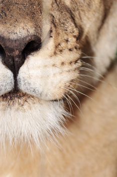 Closeup of lioness mouth