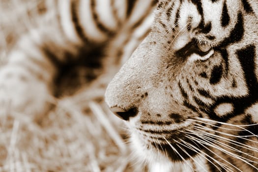 Closeup view of a Tiger from the side view, Colour photo