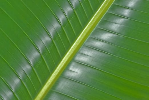 big green palm leaf in the forest