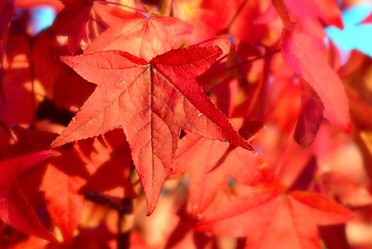 great image of red autumn leaves
