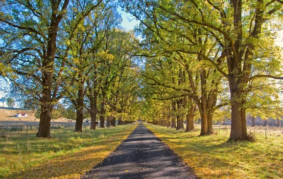 great image of an autumn country road