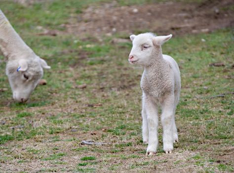 great image of a young lamb on the farm