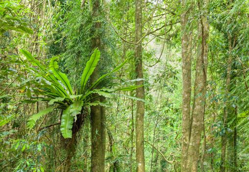 the beauty of the rainforest trees in dorrigo world heritage area