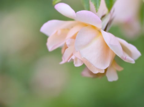 beautiful image a  pink rose with soft focus and copy space 