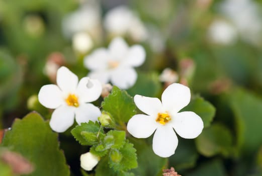 tiny little white flowers make a great spring backdrop