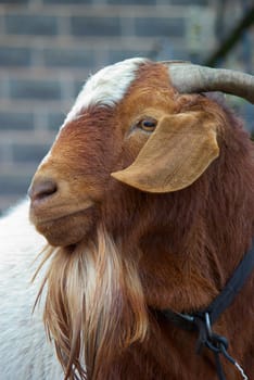 close up of an unfriendly big horned goat 