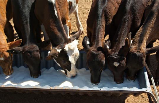 very young calves drinking milk from a trough